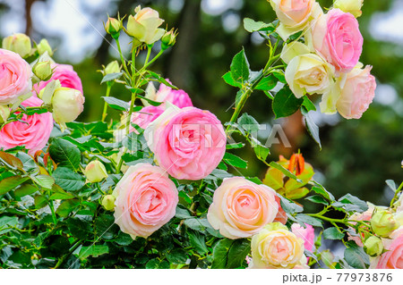 白とピンクのグラデーションの写真素材 [77973876] - PIXTA