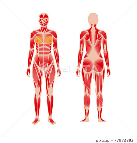 Human muscular system 77973892