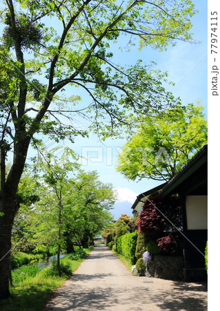 忍野八海からの美しい富士山 忍野八海からの美しい富士山 77974115