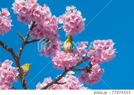 【松田町松田山　満開の河津桜とメジロ】 77974355