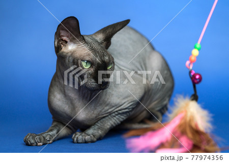 Canadian Sphynx cat - breed of cat known for its lack of fur 77974356