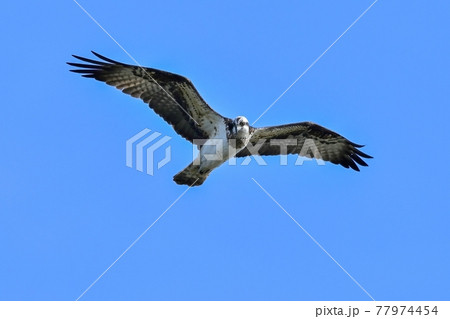 青空バックに頭上を悠然と飛ぶミサゴ 77974454