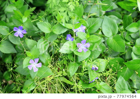 ツルニチニチソウの花 ツルニチニチソウの花 77974564