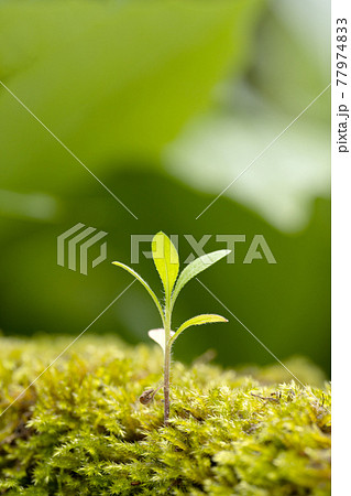 苔の中から伸び出した草の芽 77974833