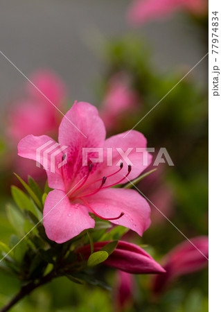 サツキの花びらのクローズアップ 77974834