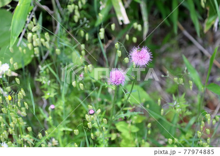 ノアザミの花 77974885