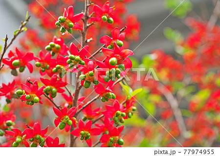 赤いミッキーマウスノキの花 77974955