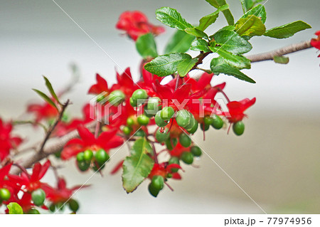 赤いミッキーマウスノキの花 77974956