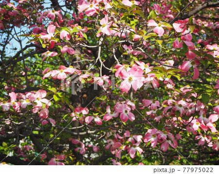 ハナミズキ 77975022