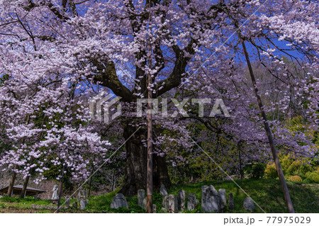 【福島県】秋山の駒桜_04 【福島県】秋山の駒桜_04 77975029