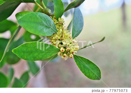 モチノキの小さな実 77975073