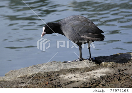 オオバン　池の水面を背景に岩の上に立っている 77975168