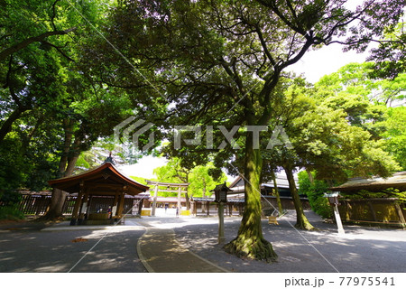 明治神宮の風景 明治神宮の風景 77975541
