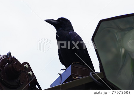 カラス カラス 77975603
