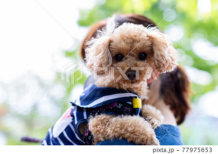 トイプードル レッド 77975653