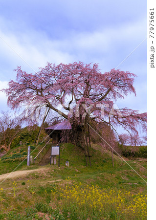 【福島県】上石の不動さくら_04 【福島県】上石の不動さくら_04 77975661