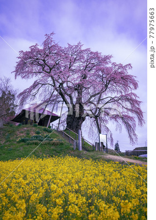 【福島県】上石の不動さくら_06 77975663