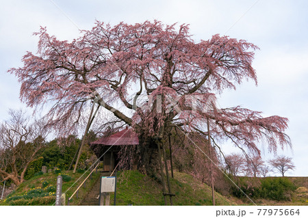【福島県】上石の不動さくら_01 【福島県】上石の不動さくら_01 77975664