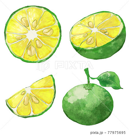 シークヮーサー　セット 77975695