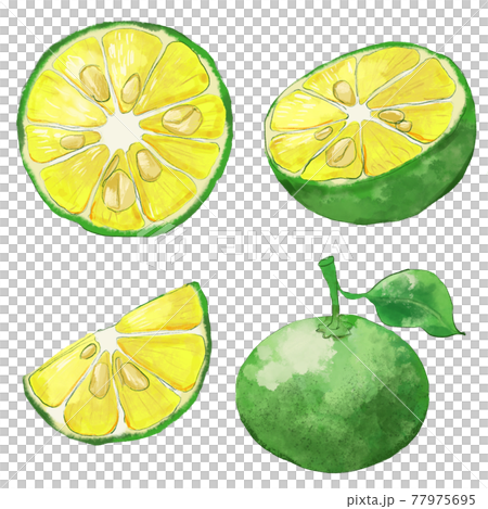 シークヮーサー　セット 77975695