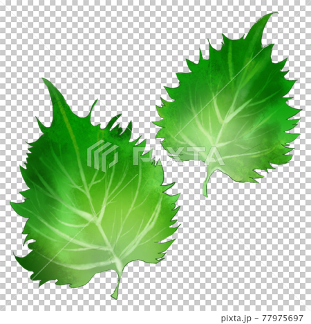 紫蘇葉套裝 紫蘇葉套裝 77975697