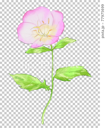 ヒルザキツキミソウ 水彩 ヒルザキツキミソウ 水彩 77975699