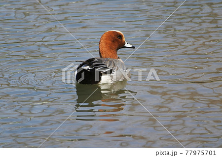 ヒドリガモ　オスが機嫌良さそうに池水面を泳いでいる後ろ姿 77975701