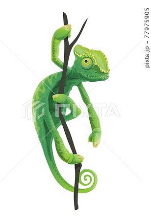 Cute Green Chameleon Siting On Treeのイラスト素材