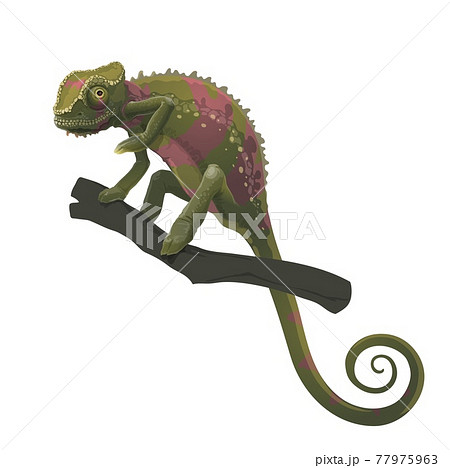 Chameleon Lizard Climbing Siting On Tree Branchのイラスト素材