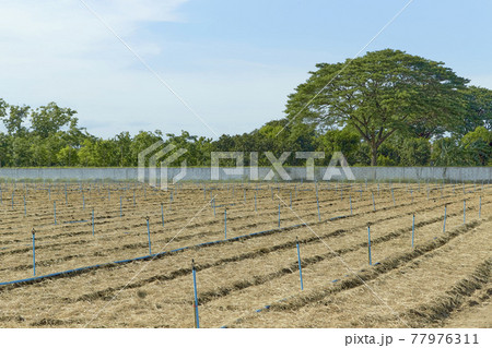 Plowed soil in vegetable plots With sprinkler systems and water pipes 77976311