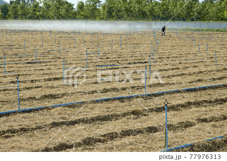 Plowed soil in vegetable plots With sprinkler systems and water pipes Plowed soil in vegetable plots With sprinkler systems and water pipes 77976313
