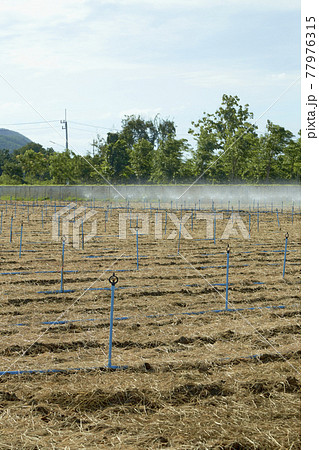 Plowed soil in vegetable plots With sprinkler systems and water pipes Plowed soil in vegetable plots With sprinkler systems and water pipes 77976315