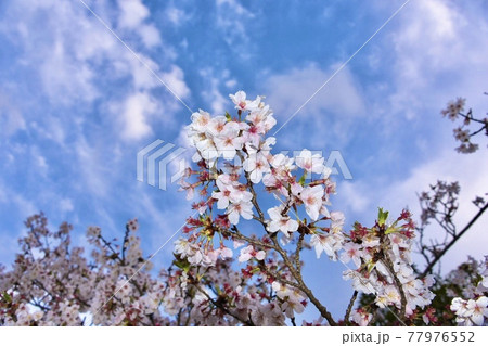 雨上がりの桜 77976552