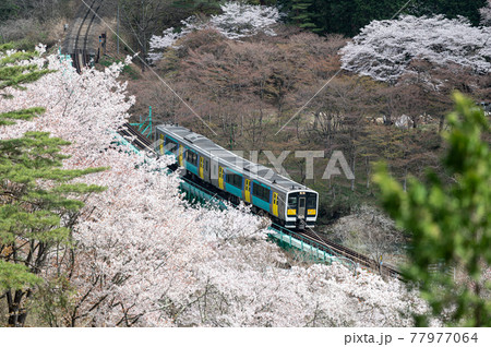 春の風景 桜 電車 矢祭山公園 春の風景 桜 電車 矢祭山公園 77977064