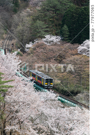 春の風景 桜 電車 矢祭山公園 春の風景 桜 電車 矢祭山公園 77977065