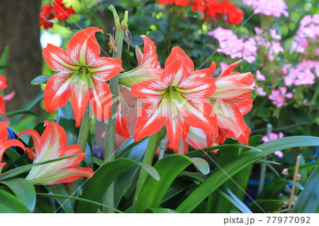 満開のアマリリス(朱頂欄 シュチョウラン) 満開のアマリリス(朱頂欄 シュチョウラン) 77977092