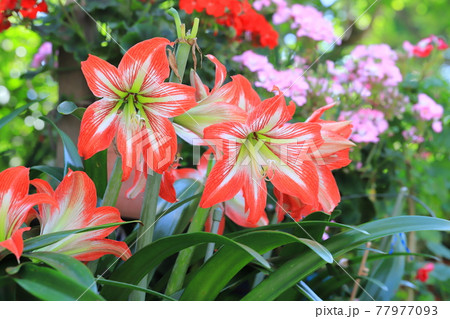 満開のアマリリス(朱頂欄 シュチョウラン) 満開のアマリリス(朱頂欄 シュチョウラン) 77977093