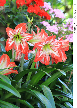満開のアマリリス（朱頂欄　シュチョウラン）　 77977094