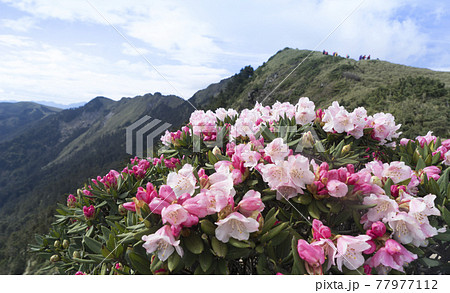 花 フラワー お花 77977112