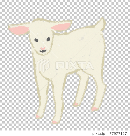 羊　仔羊　ラム　動物　手描き　イラスト　素材 77977127