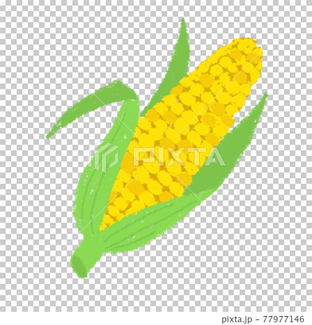 とうもろこし トウモロコシ とうきび コーン 野菜 夏野菜のイラスト素材
