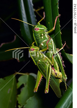 バグ 昆虫 苦悩 77977542