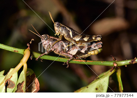 バグ 昆虫 苦悩 77977544