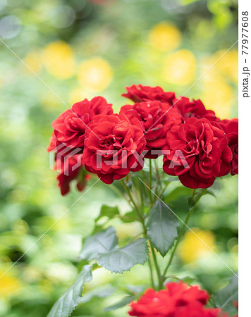 ガーデンの薔薇 77977608