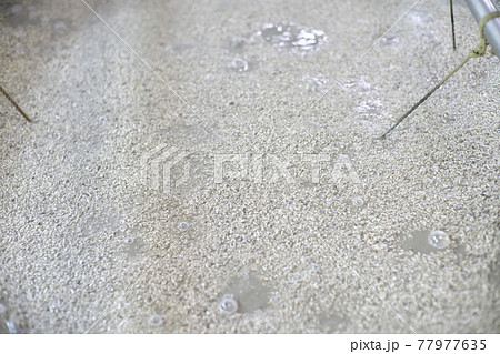 発酵中の泡盛のもろみ 77977635