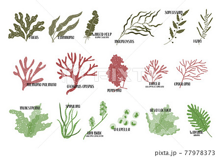 Big set of edible seaweeds. Brown, red and green algae. Sea vegetables. Vector flat illustration, isolated on white Big set of edible seaweeds. Brown, red and green algae. Sea vegetables. Vector flat illustration, isolated on white 77978373