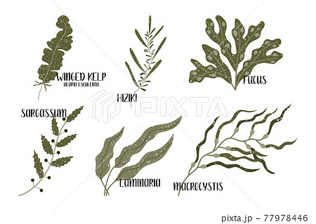 Set of edible seaweeds. Brown algae or Phaeophyceae. Fucus, Laminaria, Hiziki, Sargassum, Macrocystis, Winged kelp, Alaria esculenta. Sea vegetables. Vector flat illustration, isolated on white 77978446