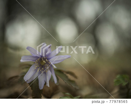 名も知らぬ紫色の花の世界【花・植物】 名も知らぬ紫色の花の世界【花・植物】 77978565