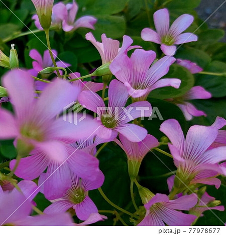 小さなピンクの花 小さなピンクの花 77978677