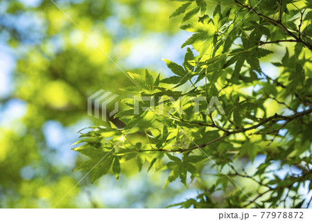 新緑のもみじ【2021年初夏】 77978872